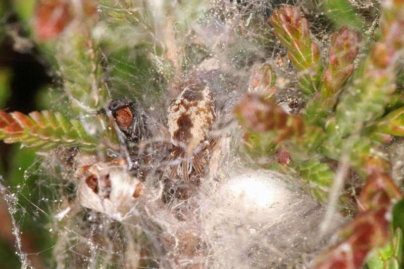 Dictyna_arudinacea_D7394_Z_86_NP De Hoge Veluwe_Nederland.jpg